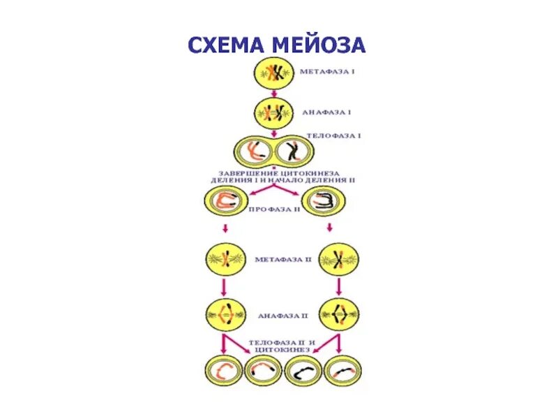 Процесс мейоза. Схема второго эффекта мейоза. схема мейоза растений. третий эффект мейоза схема. схема мейоза 9 класс биология рис 49.