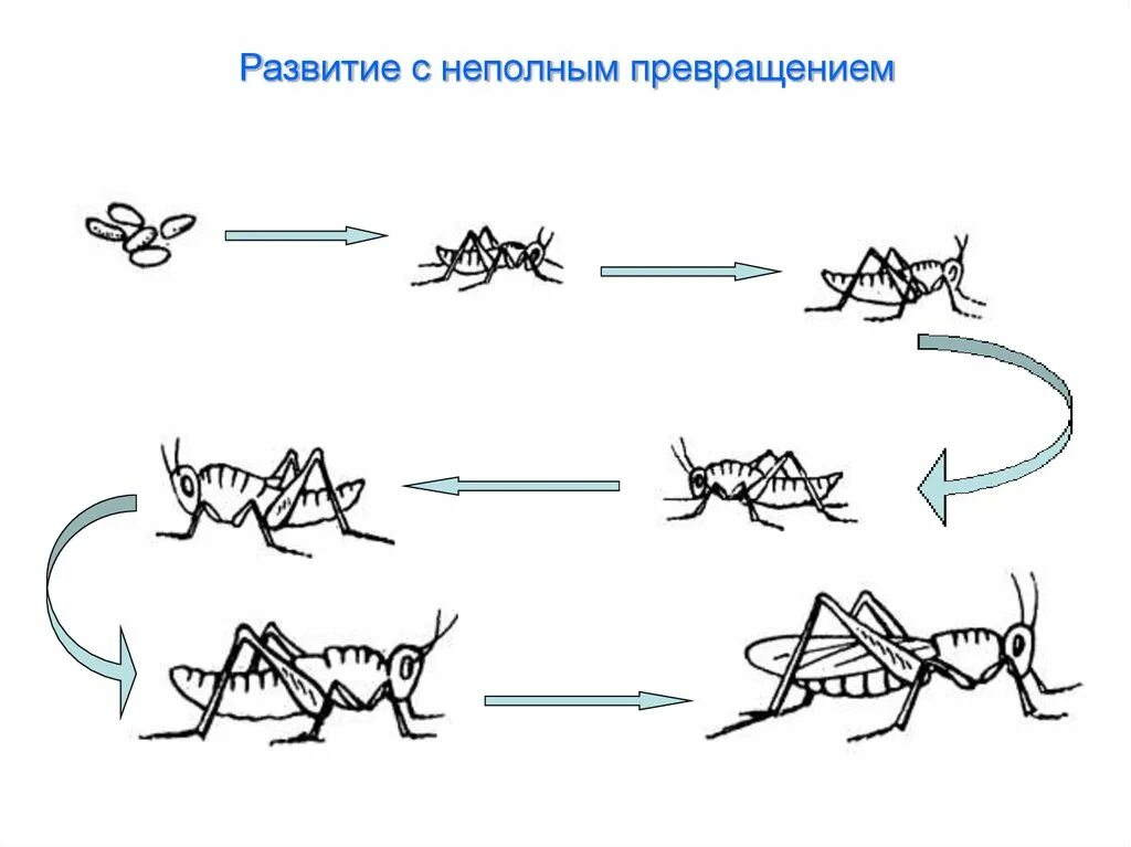 Метаморфоз 20. Схема жизненного цикла насекомого с неполным превращением. Размножение кузнечика схема. Жизненный цикл с неполным превращением. Развитие богомола схема.
