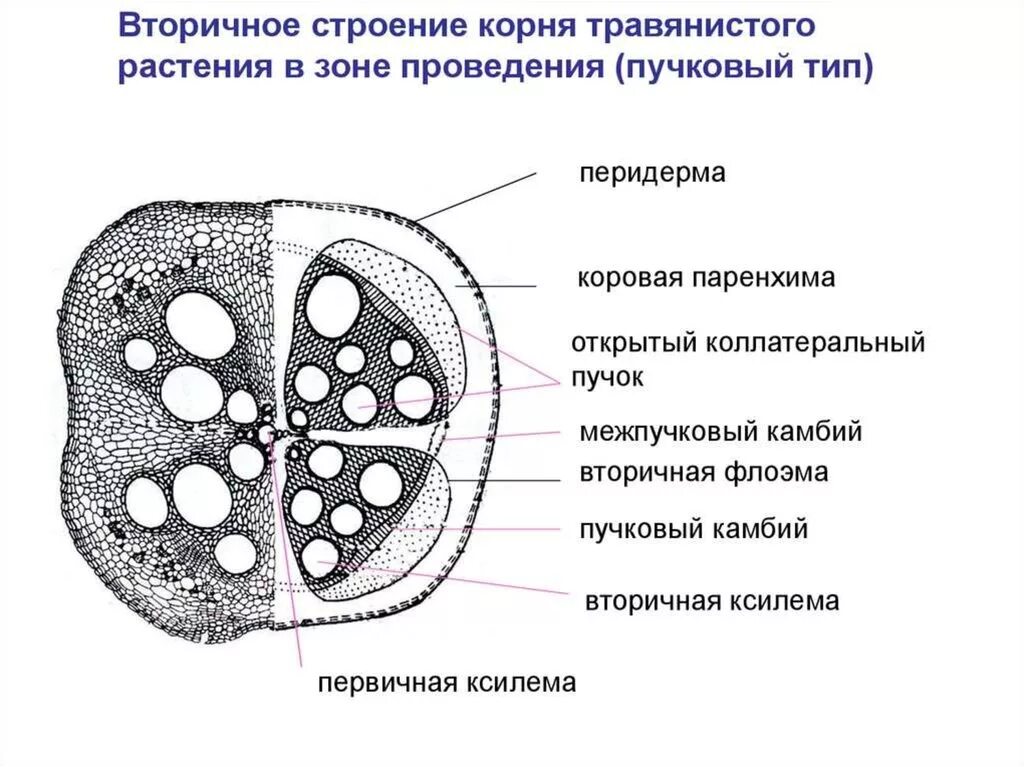 Вторичное строение корня. Вторичное строение корня двудольного растения. Первичное и вторичное строение корня. Вторичное Анатомическое строение корня. Первичное строение корня двудольного.