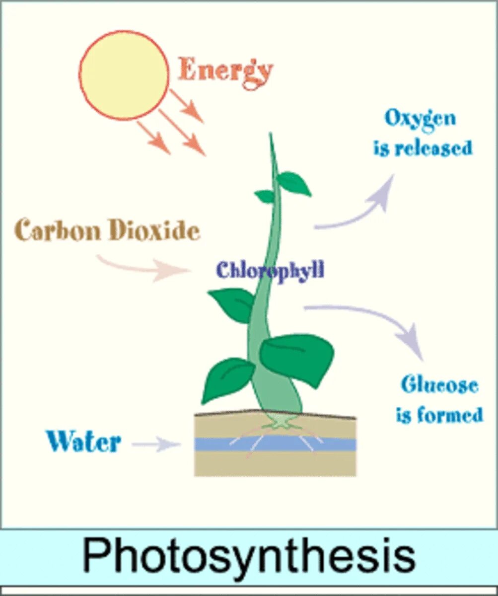 Co2 h2o фотосинтез. Фотосинтез. Схема процесса фотосинтеза. Диаграмма фотосинтеза. Схема фотосинтеза 6.