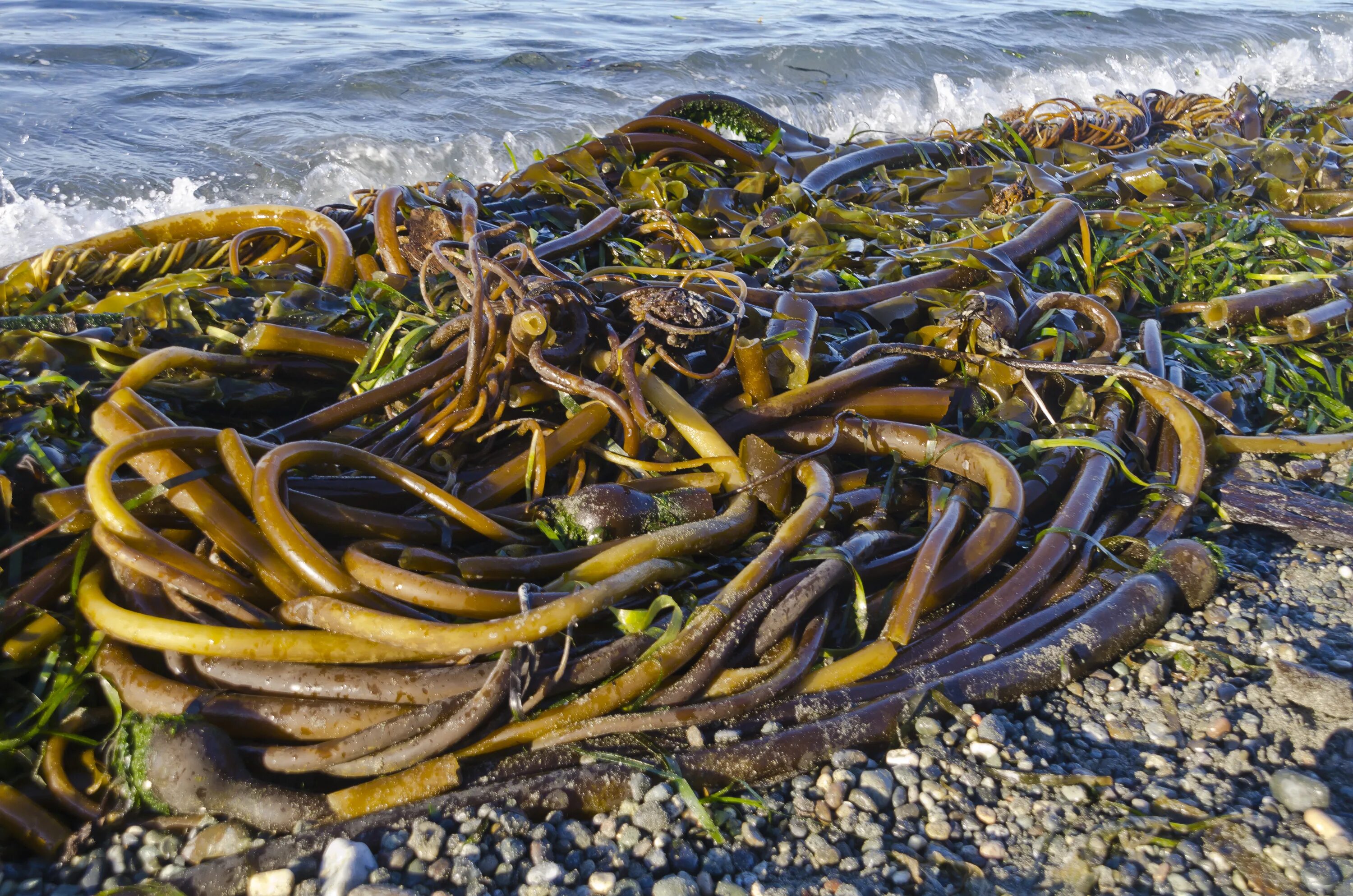 Ламинария в холодных морях. Нереоцистис водоросль. Nereocystis luetkeana. Ламинария червь. Водоросли Сахалина.