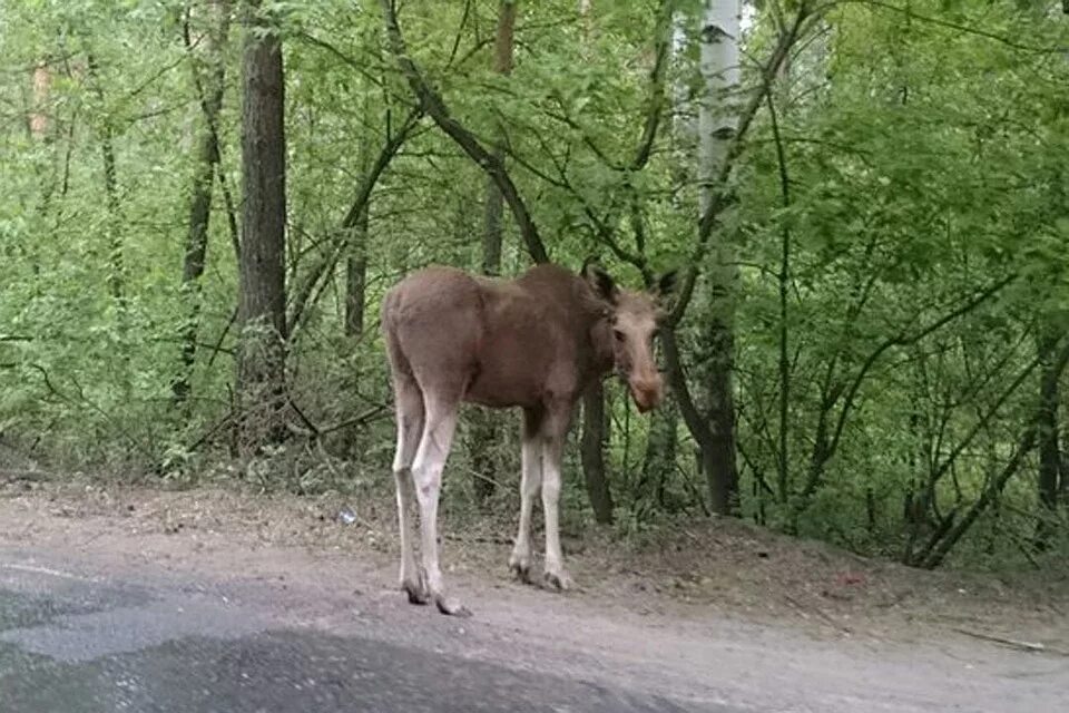 Лось остановился. Лось на Лесной дороге. Лосиха на дороге.