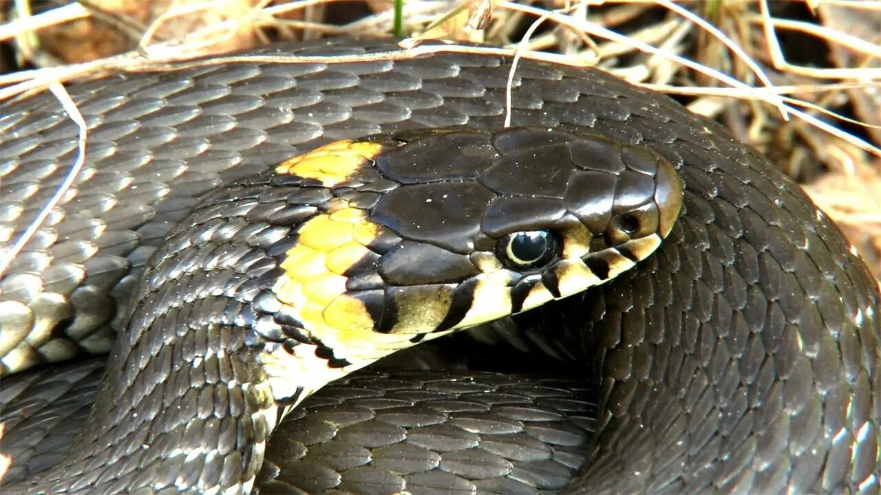 Черная с желтыми пятнами на голове. Обыкновенный уж Natrix Natrix. Уж обыкновенный - змея неядовитая. Желтая гадюка. Мадагаскарский уж Шлегеля.