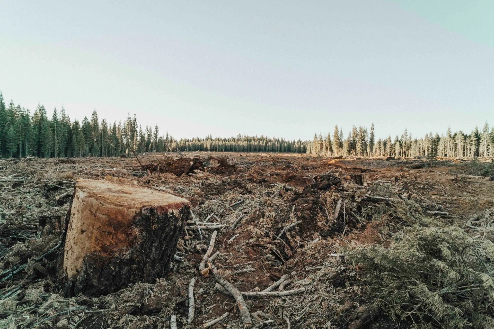 Clear cutting. Вырубка лесов. Глобальная вырубка лесов. Массовая вырубка леса. Вырубленный лес.