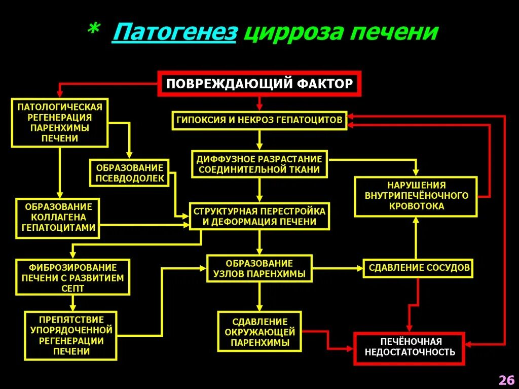 Патогенез алкогольного цирроза печени. Патогенез цирроза печени патофизиология. Цирроз печени патофизиология патогенез кратко. Отечный синдром при циррозе печени патогенез. Исходы патогенеза