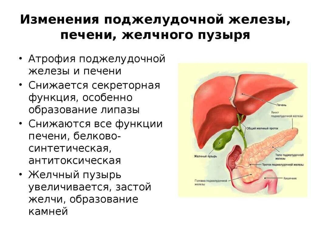 Поджелудочный желчный путь. Изменения поджелудочной железы. Желчный пузырь и поджелудочная железа. Печень поджелудочная железа желчный пузырь. Возрастные изменения поджелудочной железы.