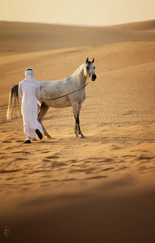 Мусульманские лошади. Бедуин скакун. Лошадь в пустыне. Арабская лошадь в пустыне. Араб в пустыне.