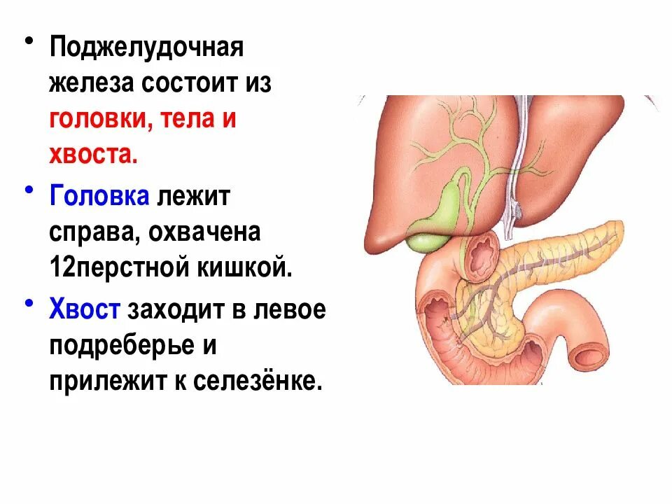 Строение головки поджелудочной железы. Поджелудочная железа атлас анатомии человека. 3 Отдела поджелудочной железы. Сальниковый бугор поджелудочной железы.