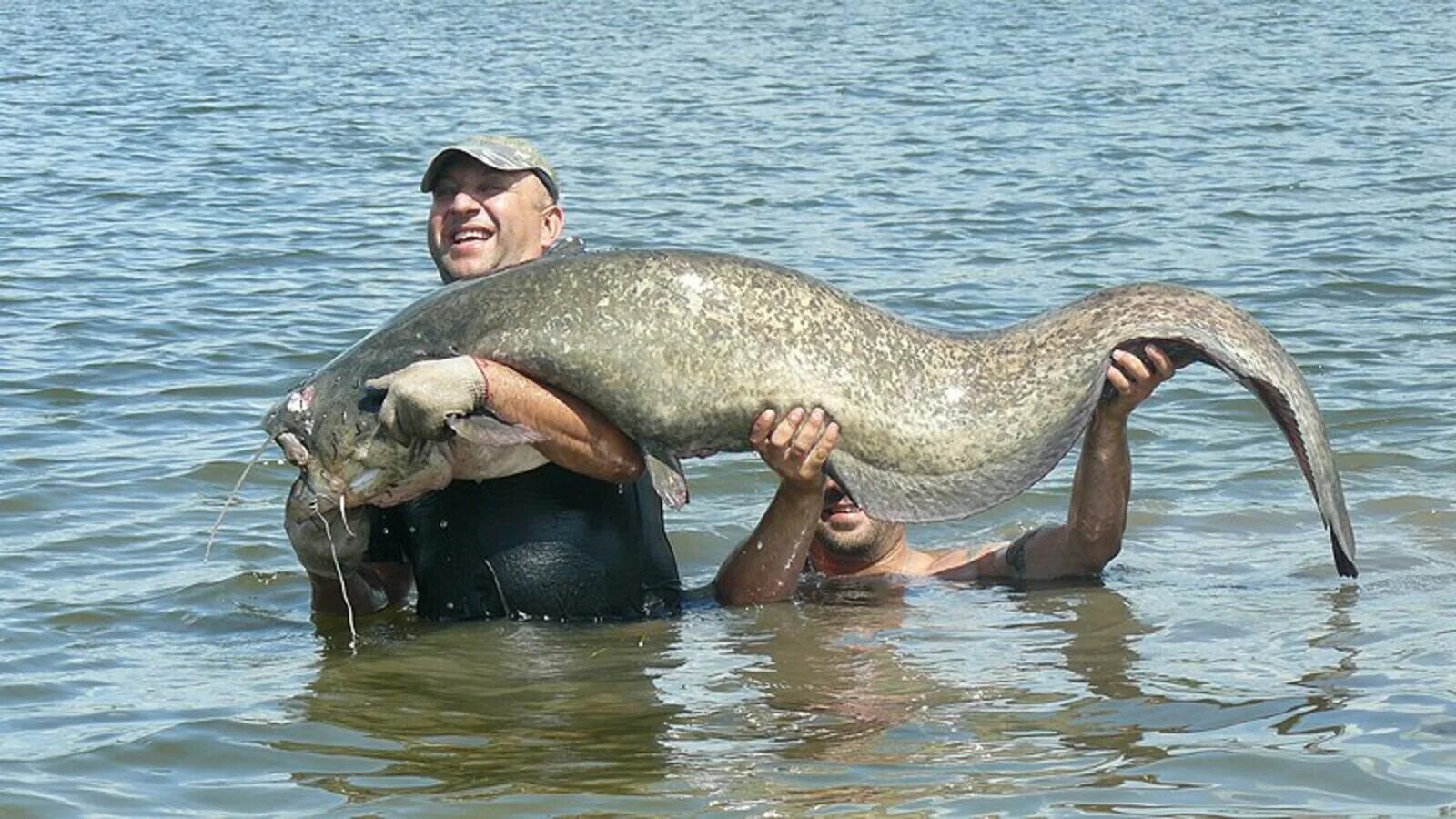 Сомы на Курчатовском водохранилище. Рыба в Курчатовском водохранилище. Тин сом