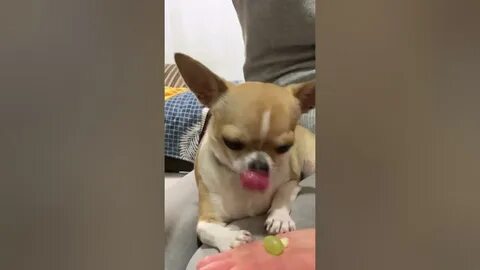 Ли чихуахуа