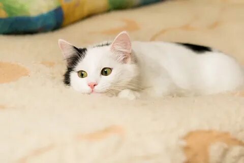 Белая кошка с черными пятнышками