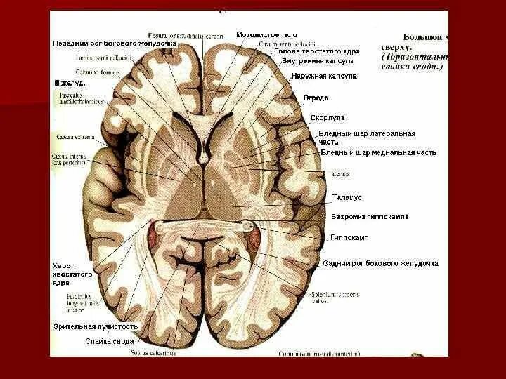 Ядра полушарий большого мозга. Горизонтальный срез головного мозга базальные ядра. Базальные ядра анатомия. Горизонтальный срез головного мозга схема. Базальные ядра фронтальный срез.