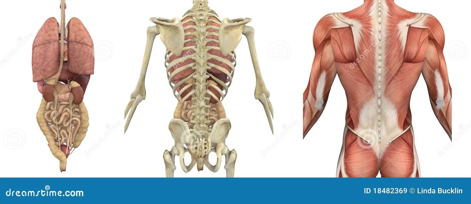 Органы в пояснице. Скелет человека со спины с органами. Внутренние органы со спины.