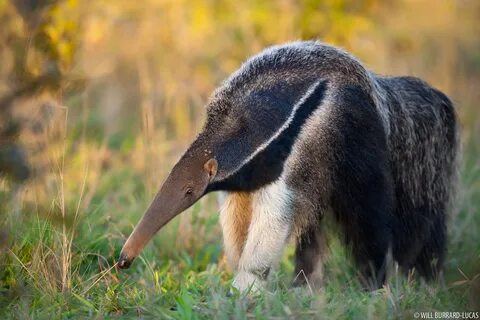 Anteater