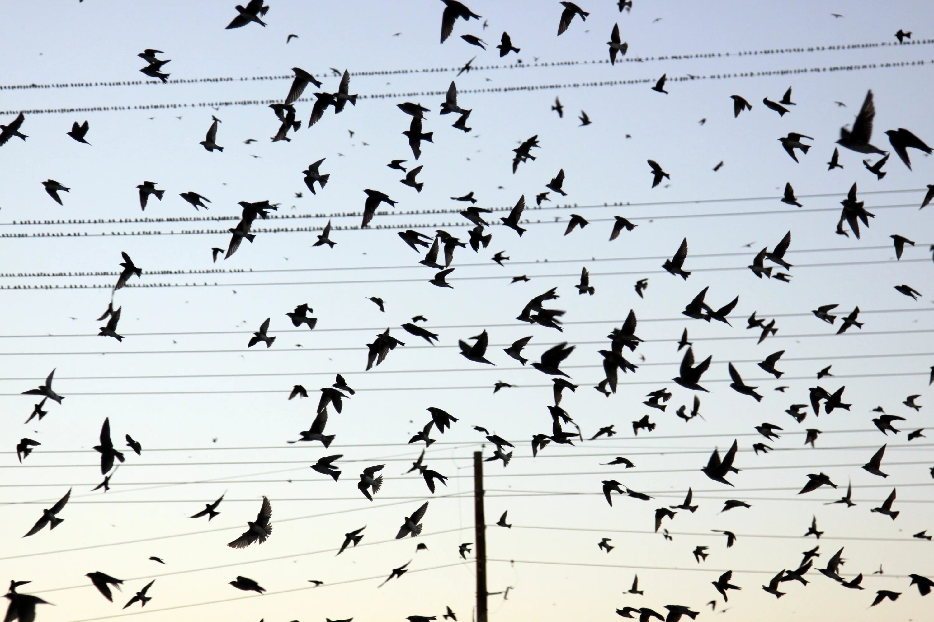 Стая птиц. Стайка птиц. Птицы в далеке. Стая птиц в далеке. Birds депозит