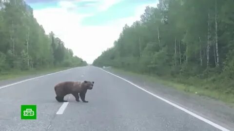 Медведица переводит через дорогу