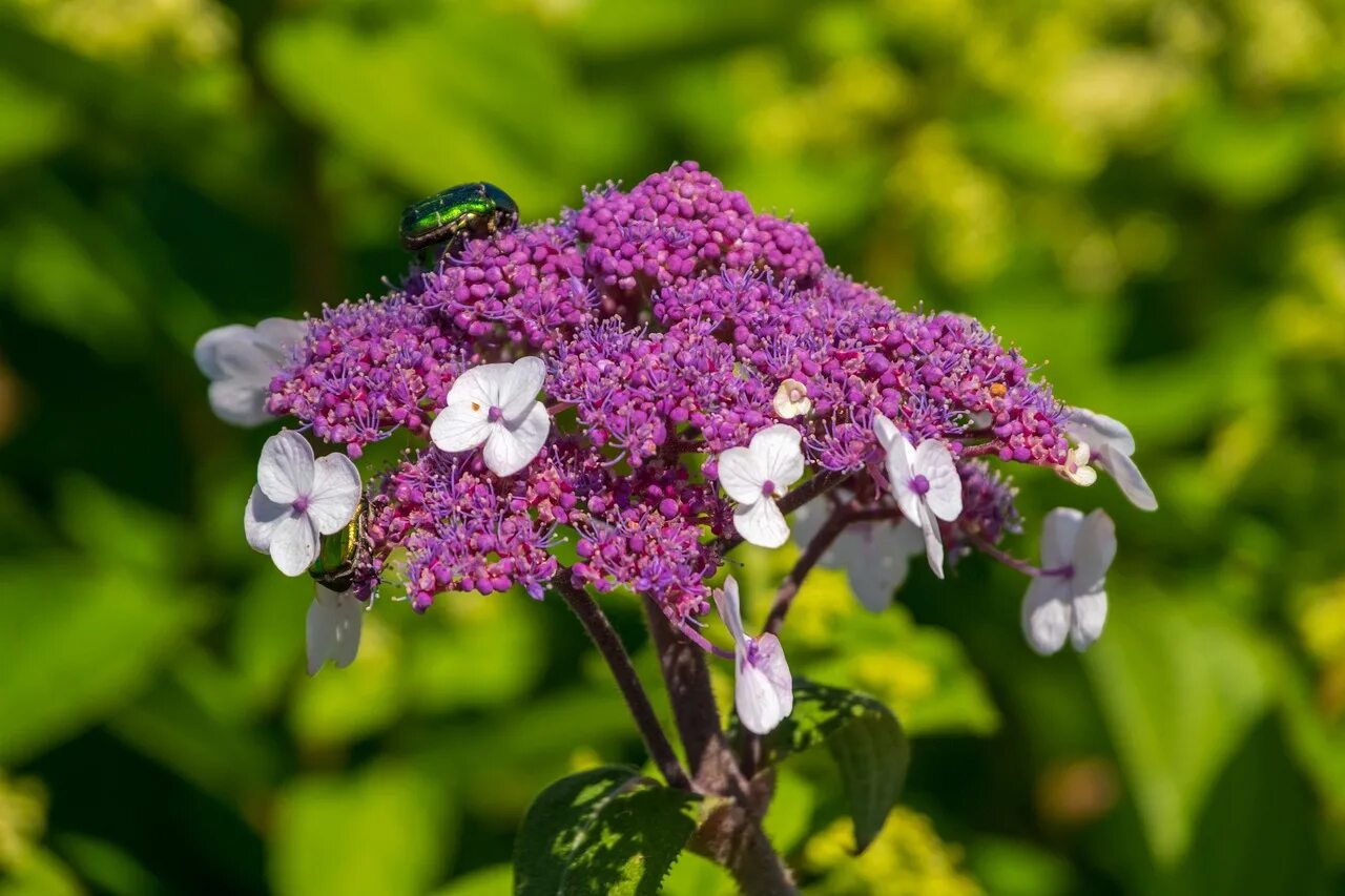 Summertime blossom