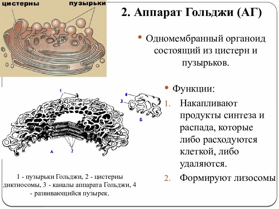 Строение аппарата гольджи животной клетки