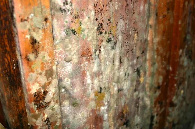 Сухая плесень. Плесень аспергилл на стенах. Плесневый грибок на стенах. Плесень на бетоне.