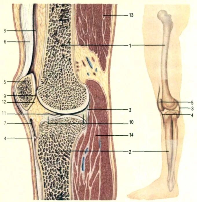 Мыщелок ноги. Берцовая кость в коленном суставе. Суставной хрящ большеберцовой кости. Коленный сустав анатомия строение кости. Колено анатомия бедренная кость.