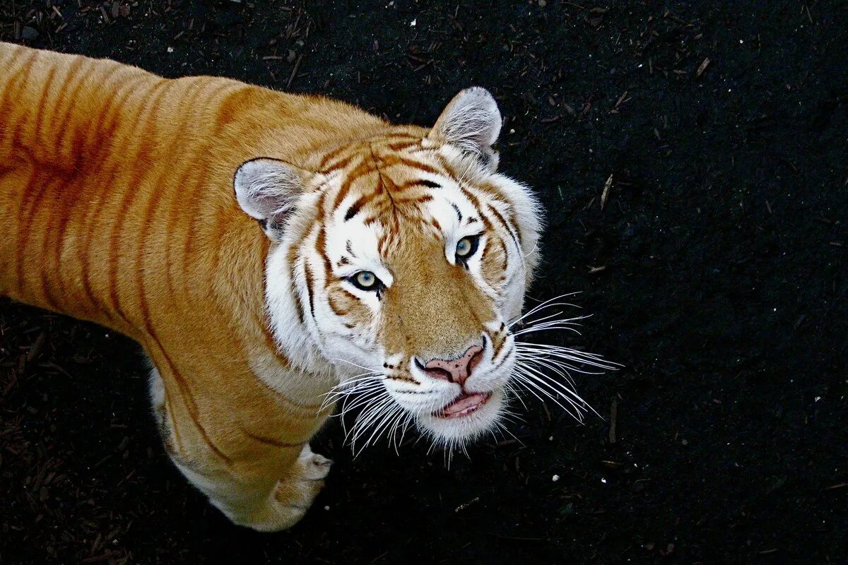 Золотой Амурский тигр. Золотой бенгальский тигр. Тигр Golden tabby. Амурский тигр i bengalskii Tigr.