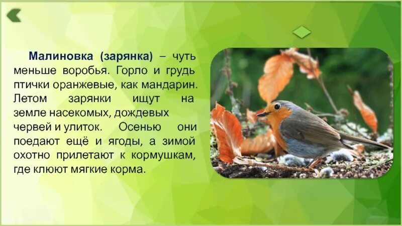 Решите судьбу зарянки