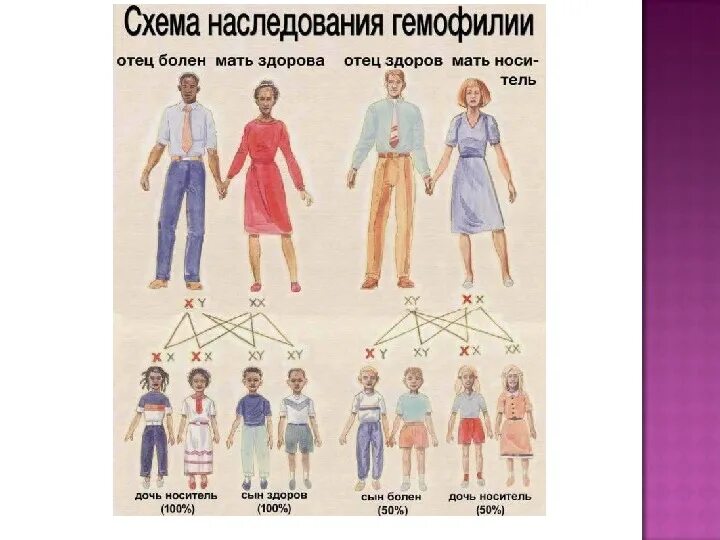 Наследование гемофилии. Схема наследования гемофилии. Схема наследования гемофилии у человека. Гемофилия Тип наследования. У матери не являющиеся носителями гемофилии