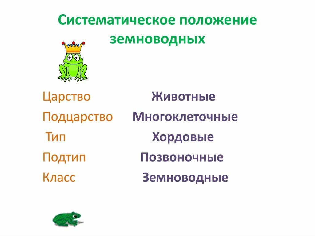 Классификация земноводного животного