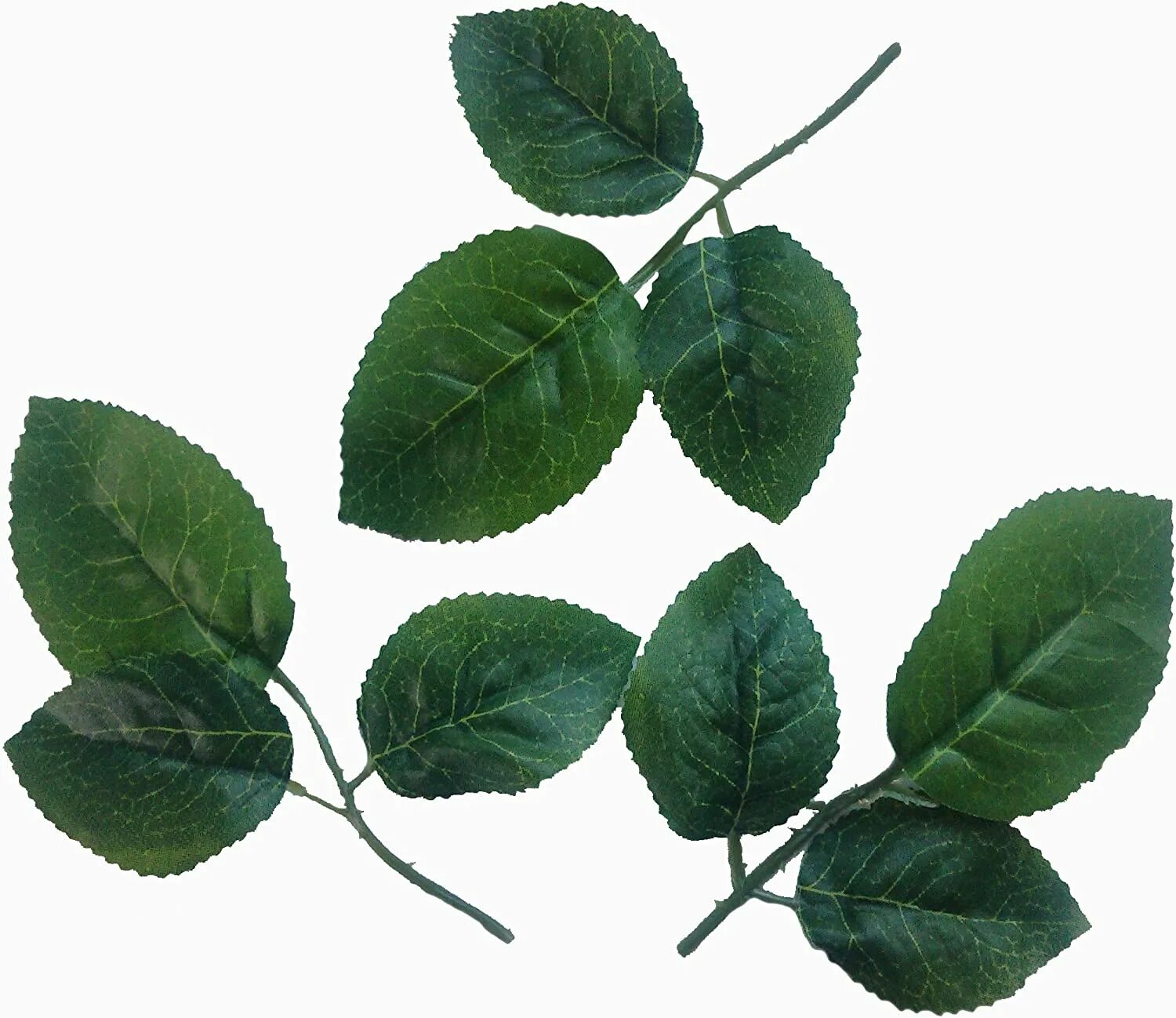 Листок розы. Роза стебель с листьями. Листья на белом фоне. Rose leaves. Листья розы.