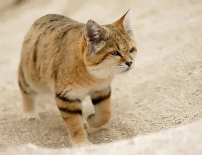 Кошка 7 букв
