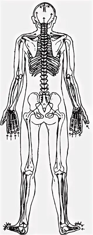костное дыхание. курение отказ. флексия экстензия краниосакральный ритм. дыхательная система человека рисунок. дыхание костей.
