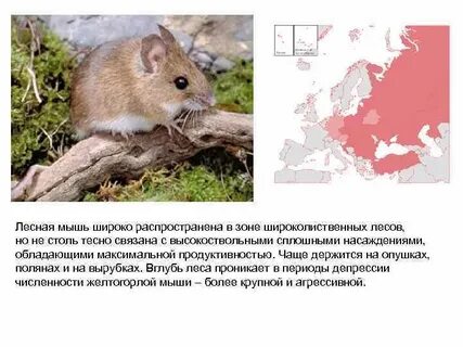 Мышь в экосистеме