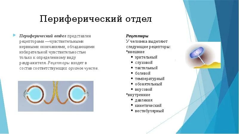 Структура периферического отдела