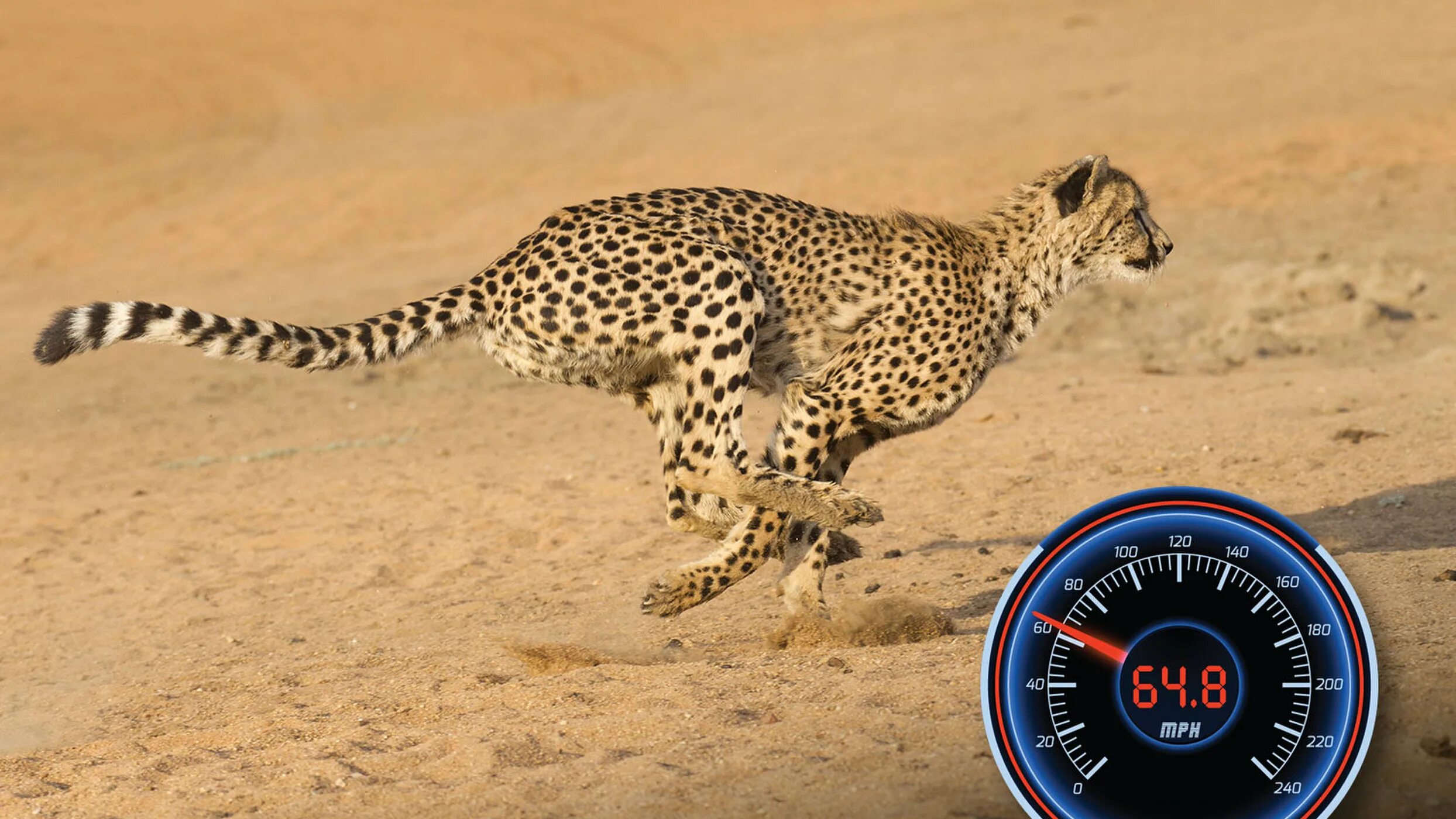 Сколько скорость гепарда. Быстрое животное. Самая быстрая кошка в мире. Самое быстрое животное в мире скорость. Самое быстрое животное на свете.