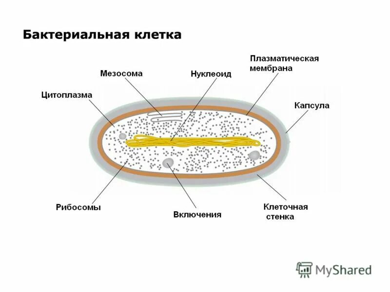 Митохондрии у прокариот. Схема строения бактериальной клетки 5 класс биология. Схема строения бактериальной клетки биология 7 класс. Строение прокариотической клетки презентация. Особенности строения бактериальной клетки рисунок.