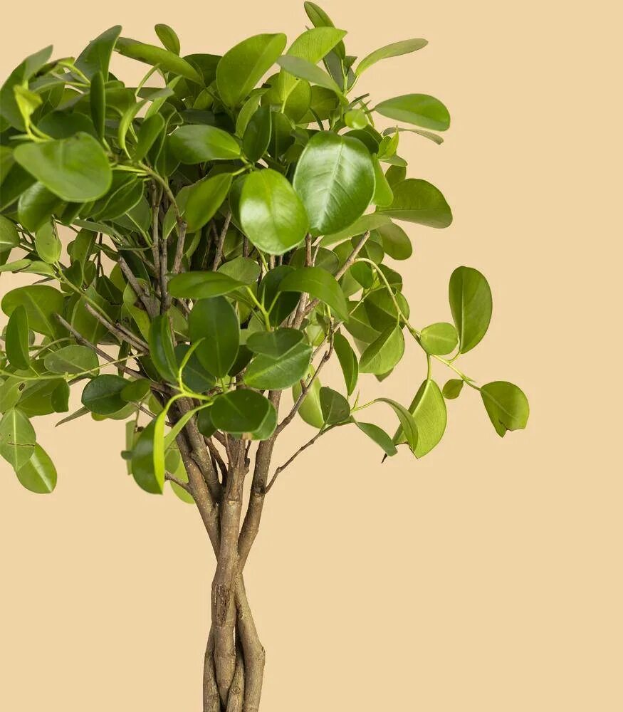 Фикус мокламе. Фикус мокламе моклейм. Фикус моклейм. Фикус мокламе. Фикус микрокарпа моклейм.