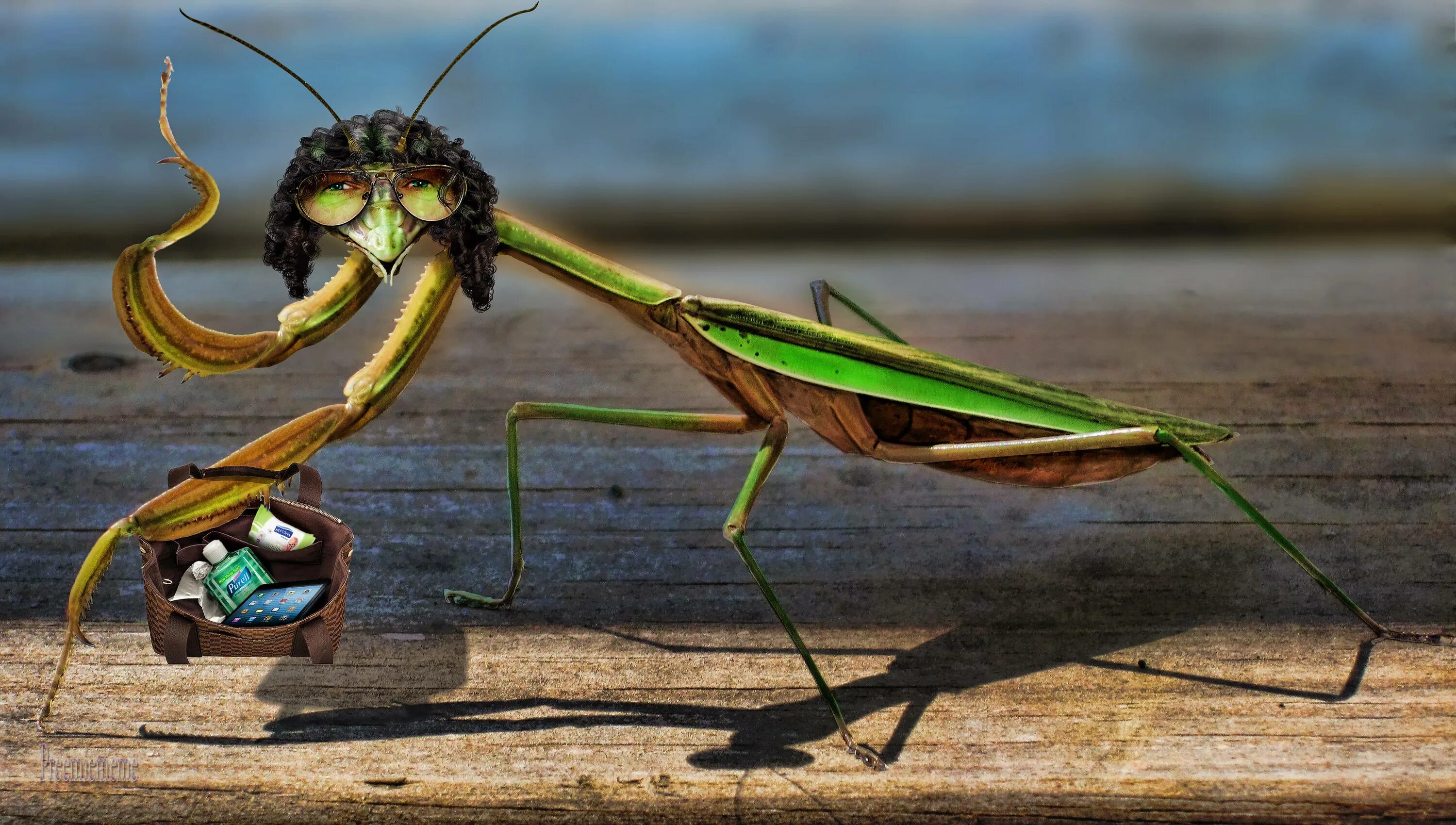 Кто сильнее богомола. Ischnomantis Gigas богомол. Мадагаскарский богомол. Кузнечик палочник. Богомол Creobroter meleagris.