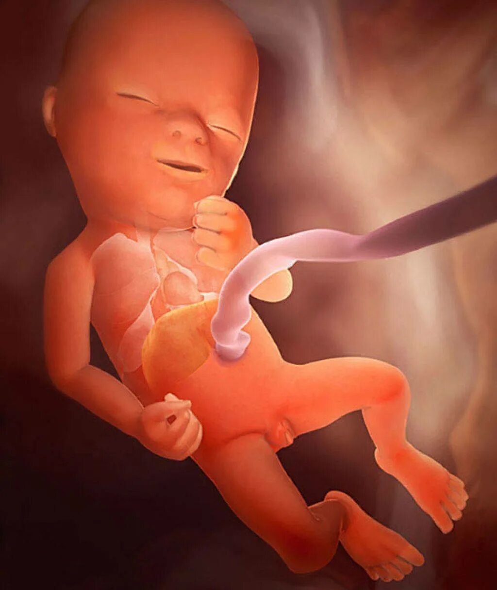 Эмбрион на 15 неделе беременности. 15 Недель беременности размер плода. Малыш на 15 неделе беременности живот. Плод ребенка на 13 неделе беременности. Роды 15 недель