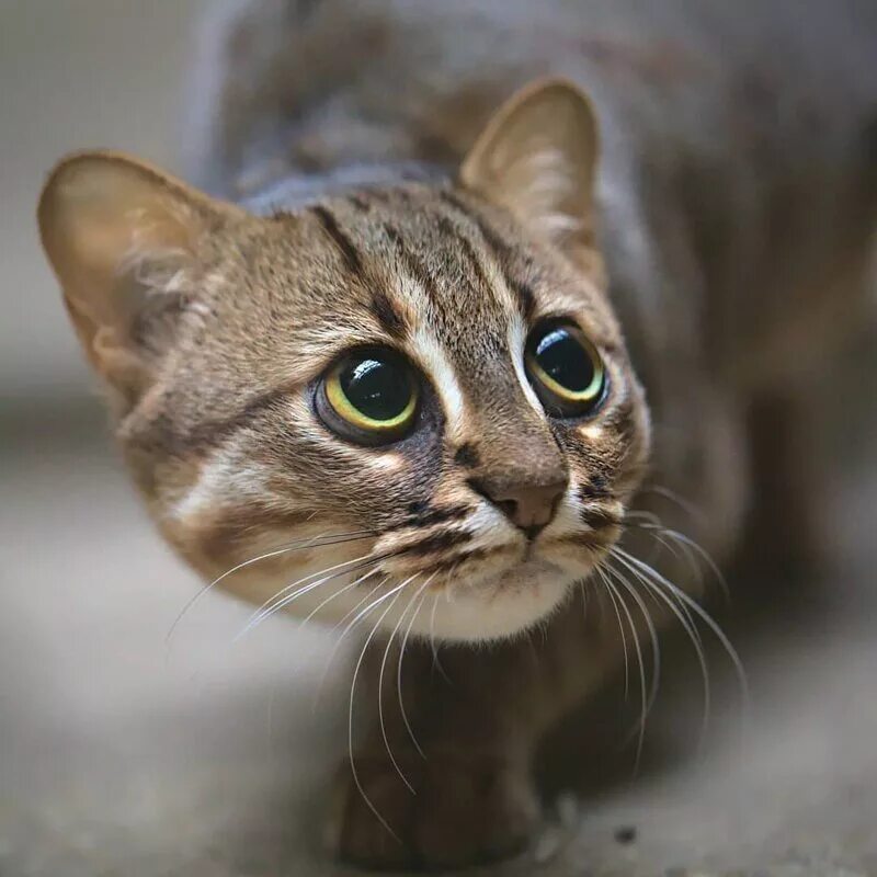 Тип кошачьих