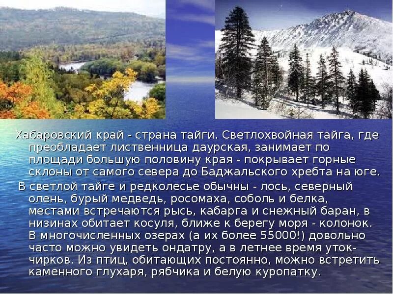 В сибири наибольшую площадь занимает природная. Сообщение о Хабаровском крае. Природа Хабаровского края презентация. Доклад о Хабаровском крае. Сочинение на тему Хабаровский край.