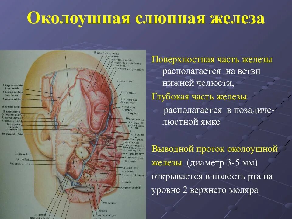 Образование околоушных желез. Топография протоков околоушной слюнной железы. Топографическая анатомия лицевого отдела. Строение слюнных желез анатомия. Проток околоушной железы анатомия.