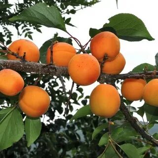 Prunus armeniaca oil