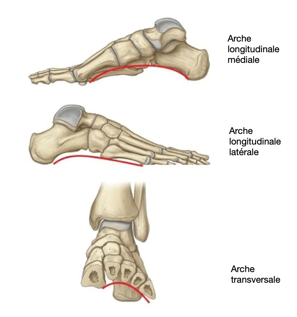 Анатомия продольные и поперечные своды стопы. Продольный и поперечный свод стопы. Кости образующие свод стопы. Латеральный продольный свод стопы.