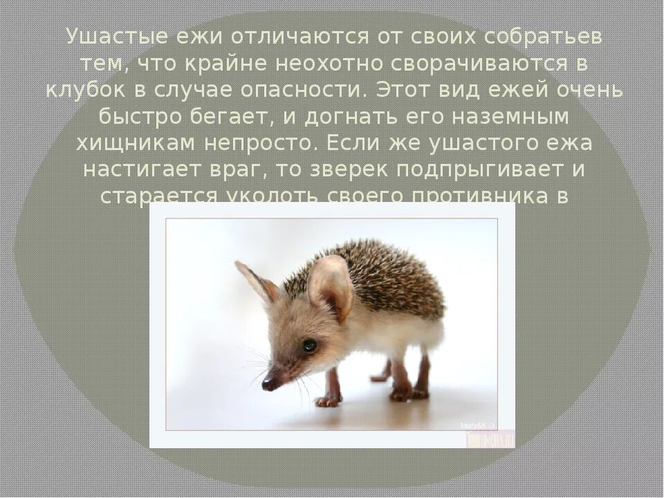Способности ежа