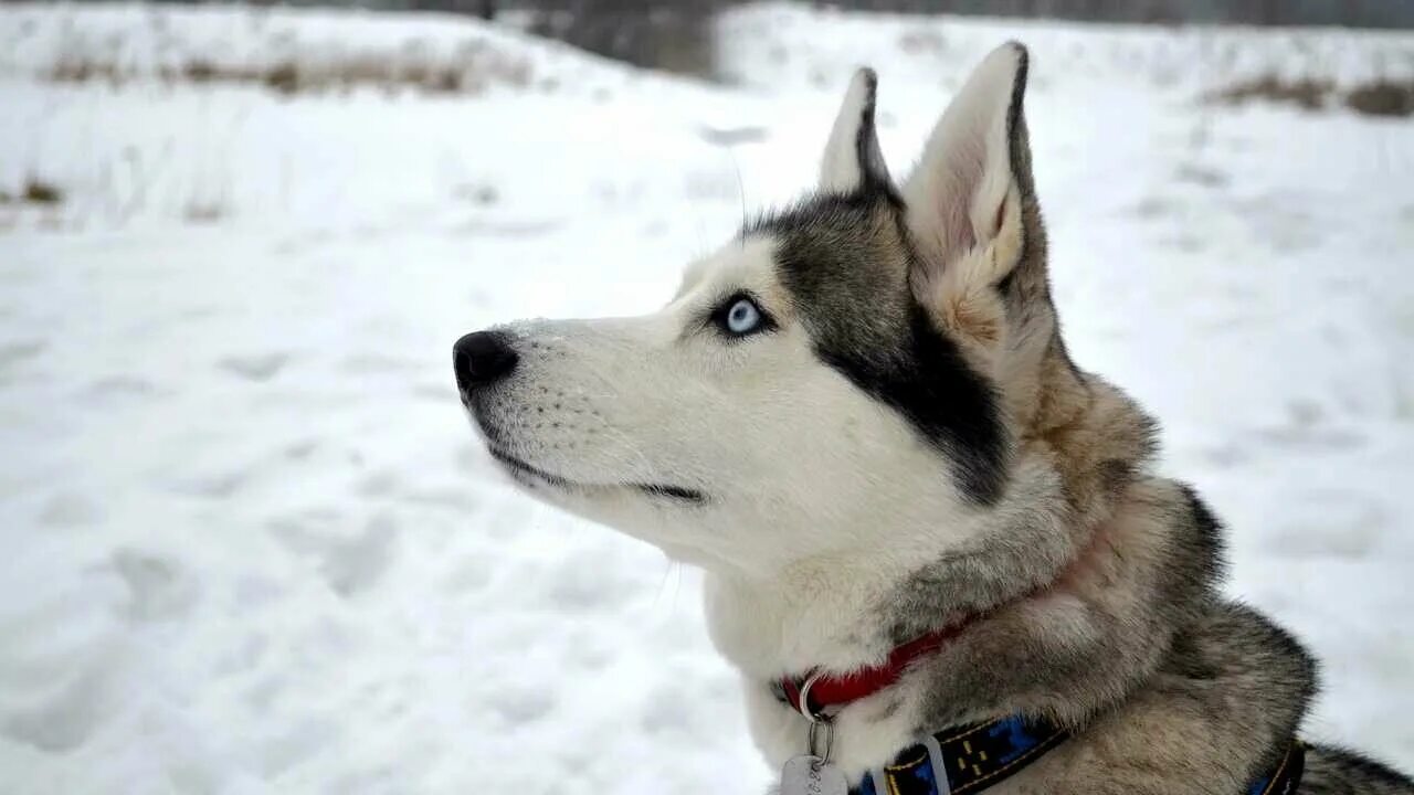 Картинки на рабочий стол хаски. Порода хаски. Картинки на рабочий стол хаски. Хаски работа. Лайка и хаски.