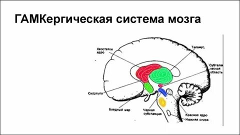 Синтез мозг