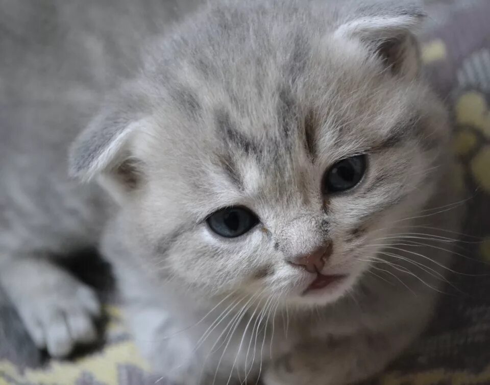 Маленькие котята шотландские вислоухие. Шотландская вислоухая кошка. Скоттиш-фолд шотландская вислоухая котята. Вислоухие котята шотландцы. Вислоухая кошка маленькая.