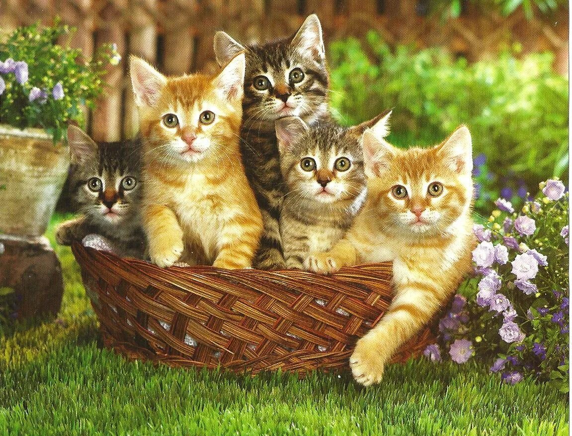 Играть 5 котят. Котята в корзинке. 5 Котят в корзинке. 4 Котёнка в лукошке. Котики в корзине.