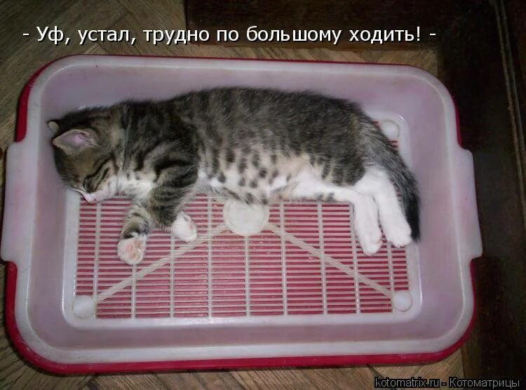 Почему котенок не пьет. Котика плохо ходит в туалет. Мытье кошачьих лотков. Лоток для кастратов котов.