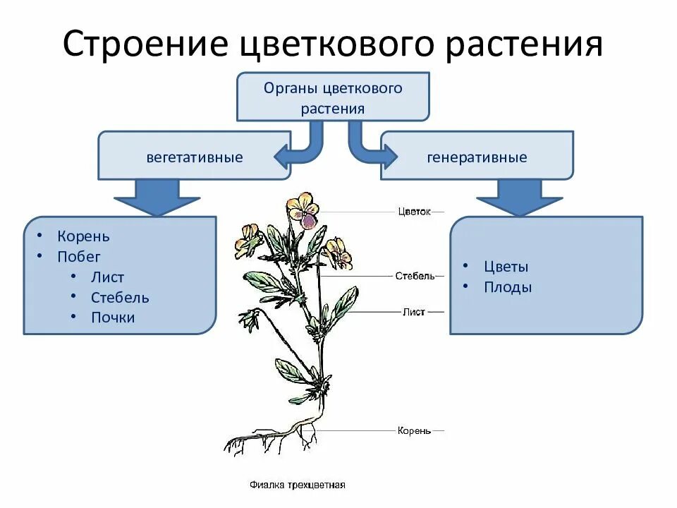 Генеративные органы тест. Вегетативные органы корень побег лист. Строение растения. Строение растения схема. Строение цветкового растения.